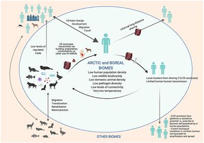 Implications of Zoonoses From Hunting and Use of Wildlife in North American Arctic and Boreal Biomes: Pandemic Potential, Monitoring, and Mitigation